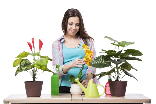 Mulher cuidando de planta isolada em branco — Fotografia de Stock