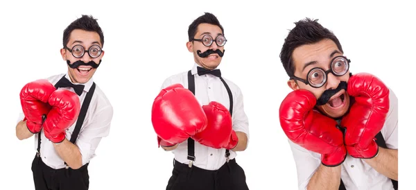 Boxer drôle isolé sur le fond blanc — Photo