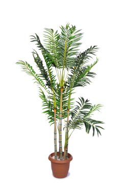 Beyaz arka plan üzerinde izole areca palm