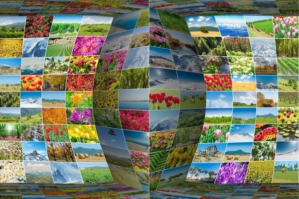 Collage de muchas fotos de la naturaleza — Foto de Stock