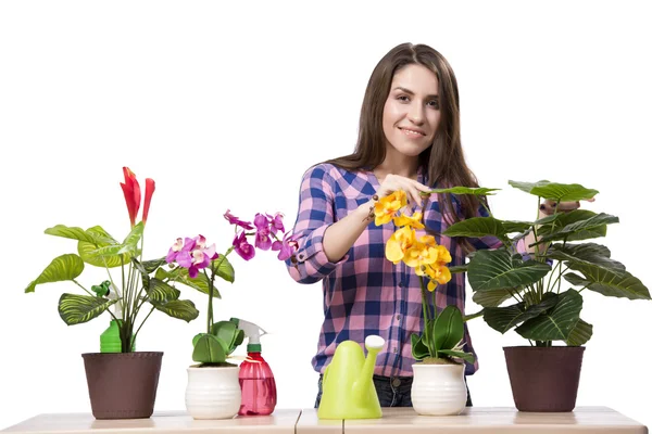 Jovem mulher cuidando de plantas de casa — Fotografia de Stock