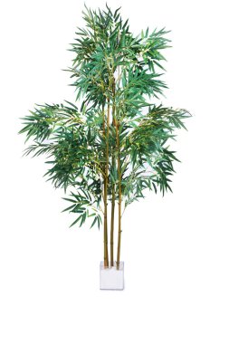 Beyaz arka plan üzerinde izole areca palm