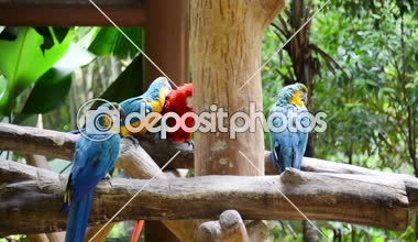 Hayvanat bahçesinde renkli papağan