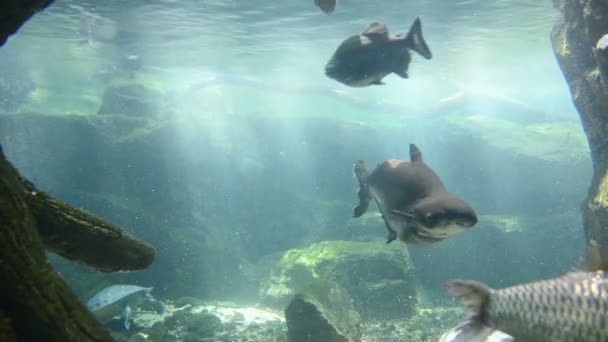 Nadar peces en el tanque — Vídeos de Stock