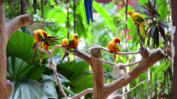 Красочные попугаи в зоопарке — стоковое видео