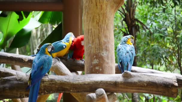 Perroquets colorés dans le zoo — Video