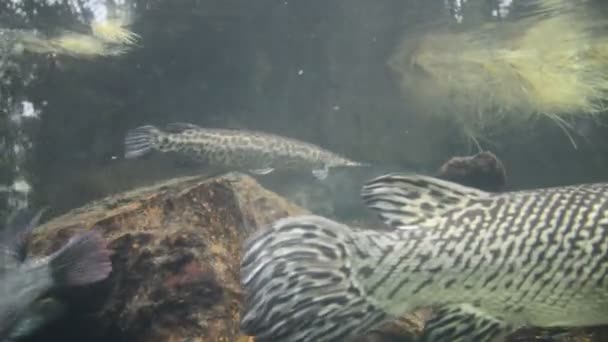 Κολύμπι ψάρι τοποθετεί σε δεξαμενή — Αρχείο Βίντεο