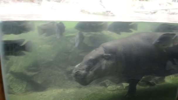 Petit hippopotame nageant dans la piscine — Video