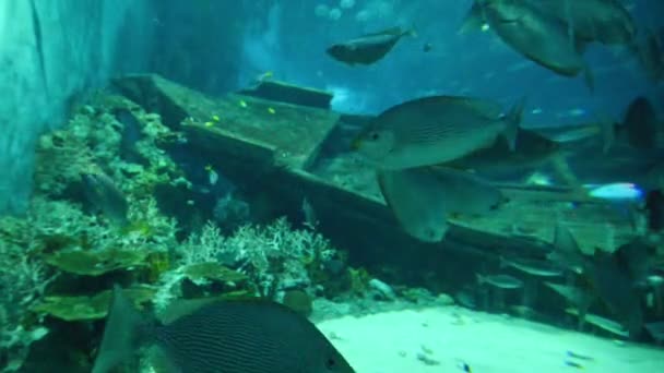 Veel vis in de fishtank — Stockvideo