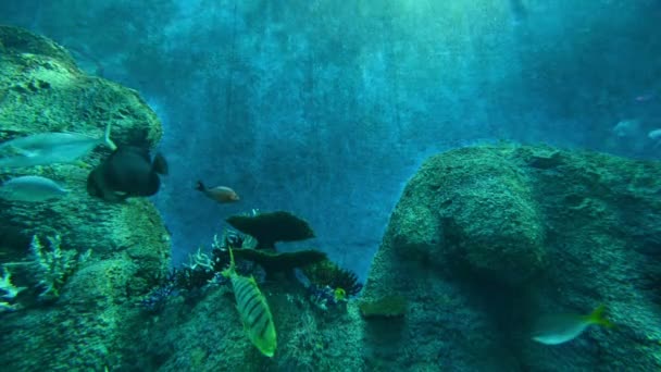 Viele Fische im Aquarium — Stockvideo