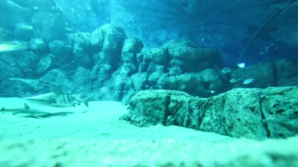 Tiburones en pecera en piscina — Vídeos de Stock