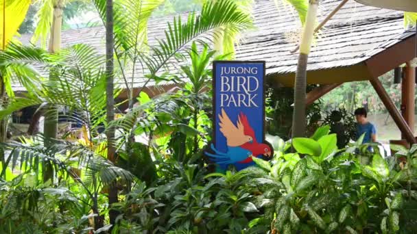 Singapore - AUGUST 5, 2014: Jurong bird park on August 5 in Singapore. Jurong bird park is popular tourist destination in Singapore — Stock Video