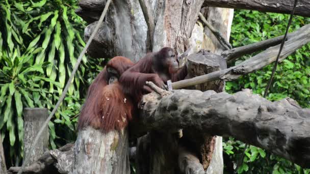 Singes assis sur l'arbre — Video