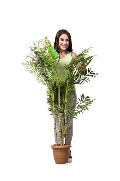 Mujer cuidando de la planta aislada en blanco — Foto de Stock