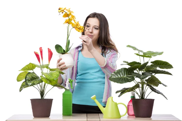 Femme prenant soin de la plante isolée sur blanc — Photo