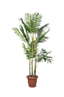 Beyaz arka plan üzerinde izole areca palm