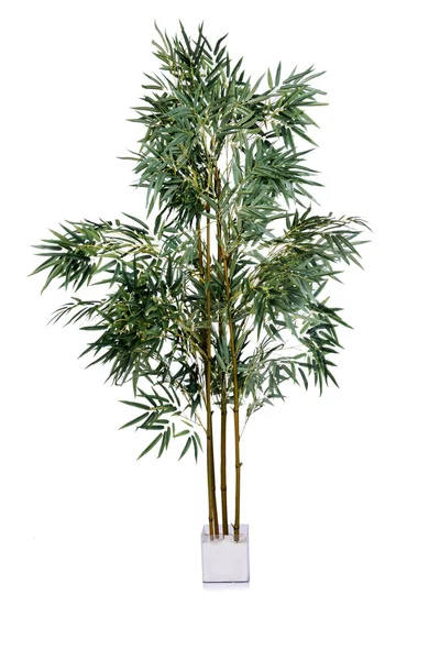 Areca palma isolata sullo sfondo bianco — Foto Stock