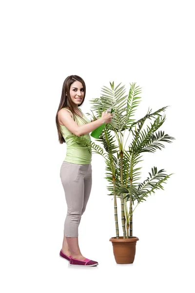 Woman taking care of plant isolated on white — Stock Photo, Image