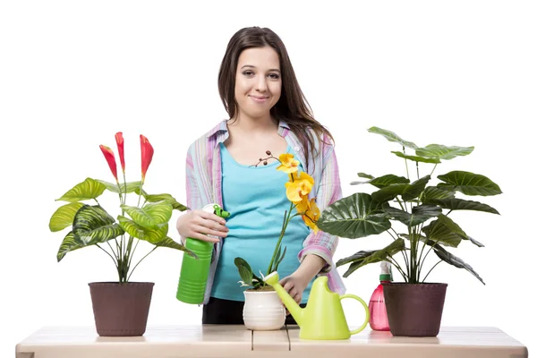 Het verzorgen van planten geïsoleerd op een witte vrouw — Stockfoto