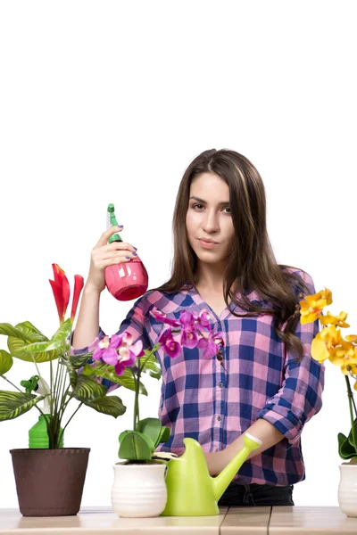 Młoda kobieta, dbanie o rośliny w domu — Zdjęcie stockowe