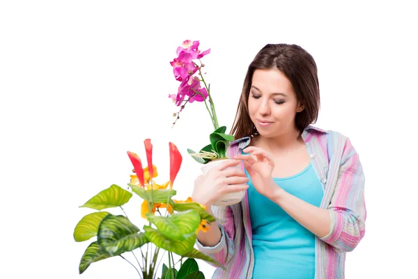 Jovem mulher cuidando de plantas isoladas em branco — Fotografia de Stock