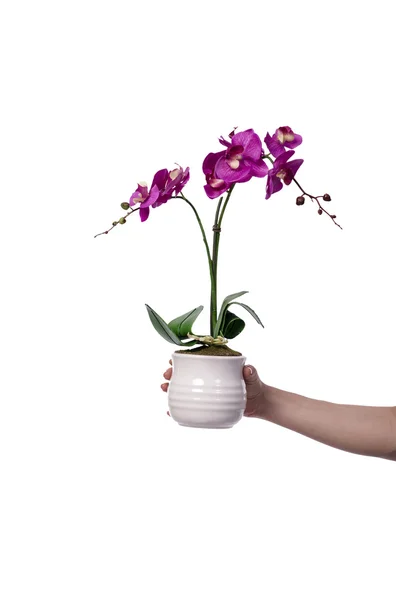 Mão segurando um vaso de flores isolado no branco — Fotografia de Stock