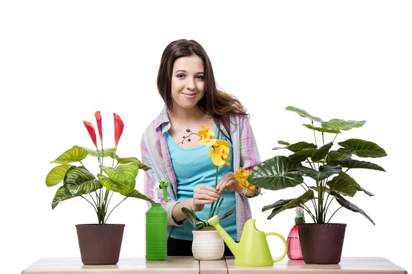 Mulher cuidando de planta isolada em branco — Fotografia de Stock