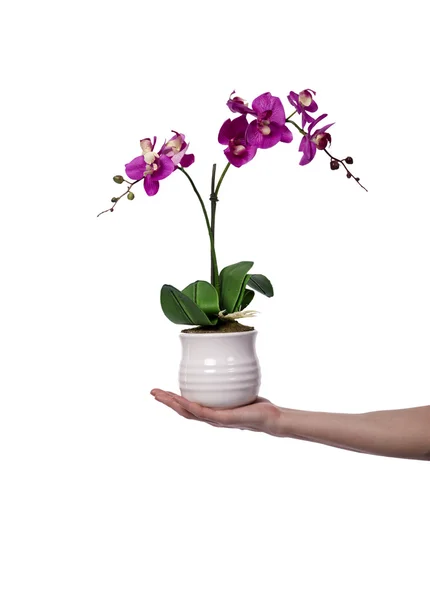 Mão segurando um vaso de flores isolado no branco — Fotografia de Stock