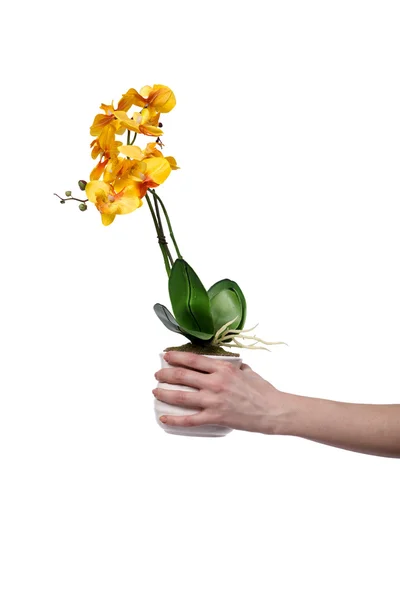 Mano tenendo un vaso di fiori isolato su bianco — Foto Stock