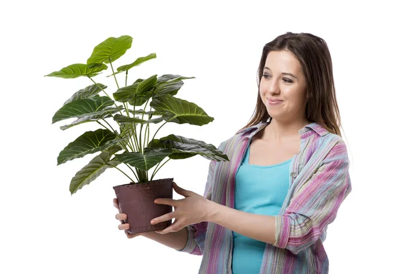 Ung kvinde tager sig af planter isoleret på hvid - Stock-foto