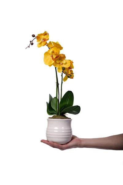 Mão segurando um vaso de flores isolado no branco — Fotografia de Stock