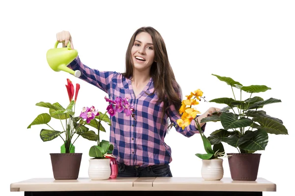 Jovem mulher cuidando de plantas de casa — Fotografia de Stock