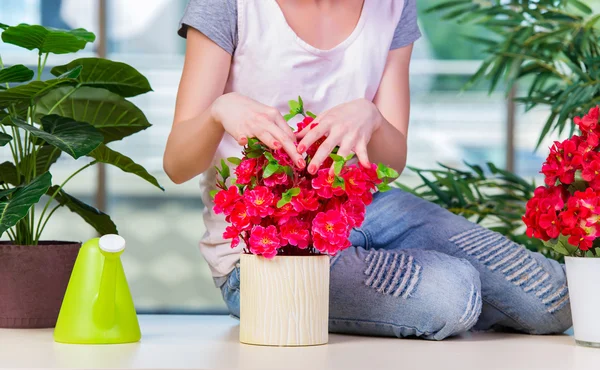 Donna che si prende cura di piante domestiche — Foto Stock