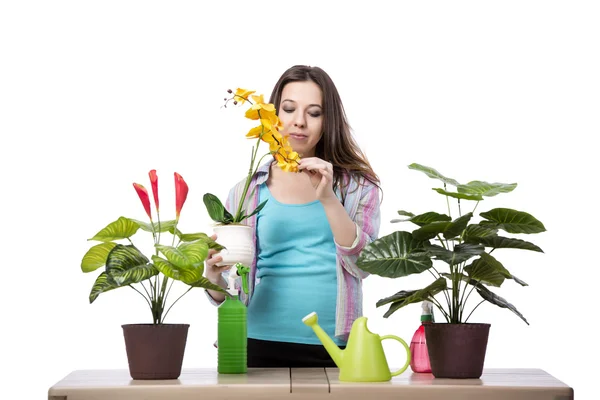 女性は、白で隔離植物の世話 — ストック写真