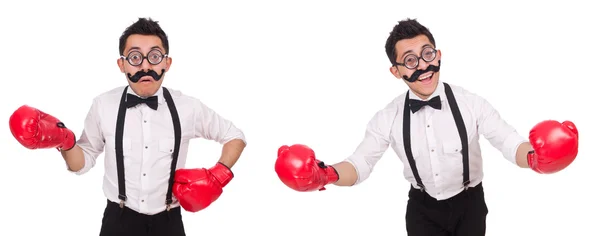 Boxer drôle isolé sur le fond blanc — Photo