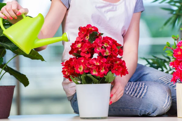 Donna che si prende cura di piante domestiche — Foto Stock