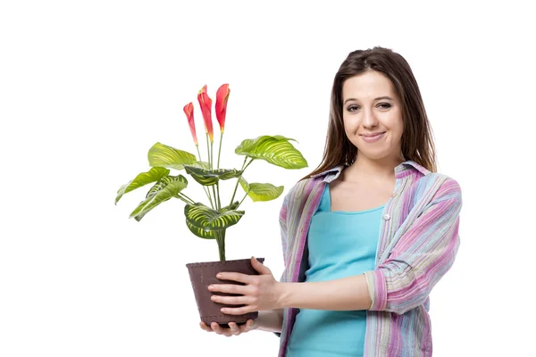 Mujer joven cuidando plantas aisladas en blanco — Foto de Stock