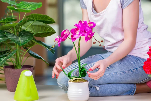 Donna che si prende cura di piante domestiche — Foto Stock