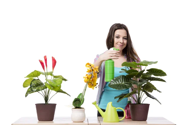 Het verzorgen van planten geïsoleerd op een witte vrouw — Stockfoto