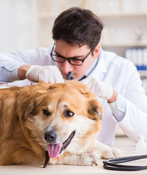 Läkare undersöker golden retriever hund på veterinärkliniken — Stockfoto