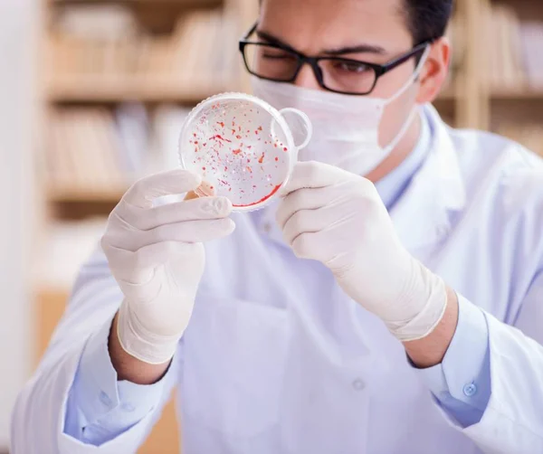 Doktor laboratuvarda virüs bakterileri üzerinde çalışıyor. — Stok fotoğraf