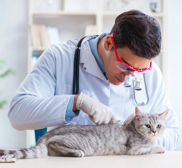 Dierenarts onderzoekt zieke kat in ziekenhuis — Stockfoto