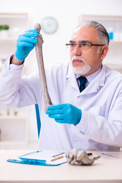 Antiguo paleontólogo senior trabajando en el laboratorio — Foto de Stock