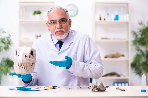 Oude paleontoloog werkzaam in het lab — Stockfoto