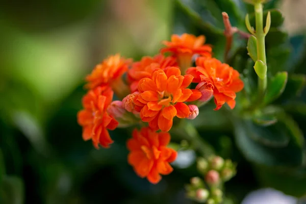 Oranssi kukka clivia miniata puutarhassa — kuvapankkivalokuva