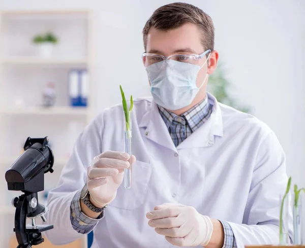 Männlicher Biochemiker arbeitet im Labor an Pflanzen — Stockfoto