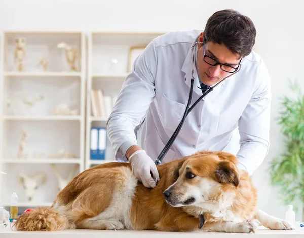 Läkare och assistent kollar upp golden retriever hund i veterinär cli — Stockfoto