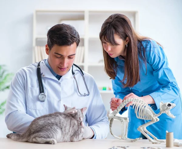 Cat being examining in vet clinic