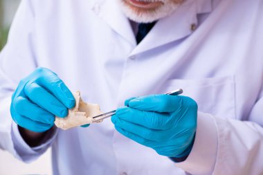 Laboratuvarda çalışan yaşlı bir paleontolog.