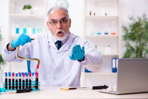 Old senior doctor scientist holding snake in his hand — Stock Photo, Image